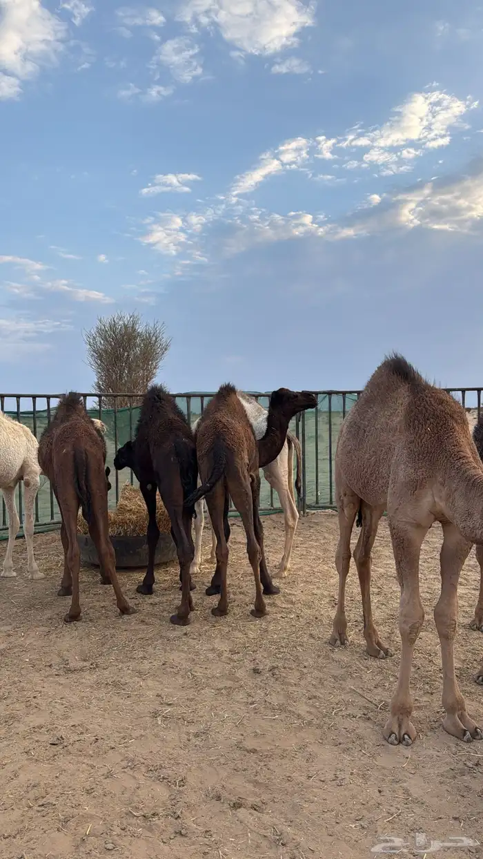 حشو كفو للبيع 0