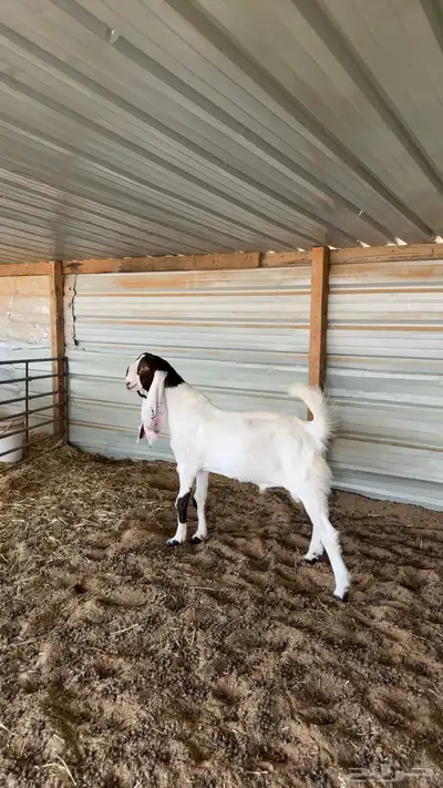 مشروع فحل هولندي مطور index