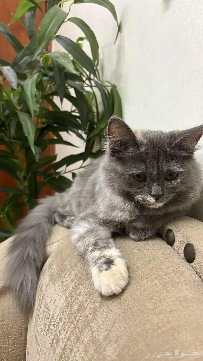 قطه شيرازي للتبني 1