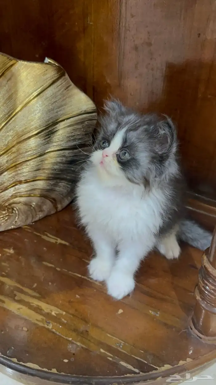 تلات دكور بيرشن بيكي فيس ودول فيس العمر شهر ونص 3