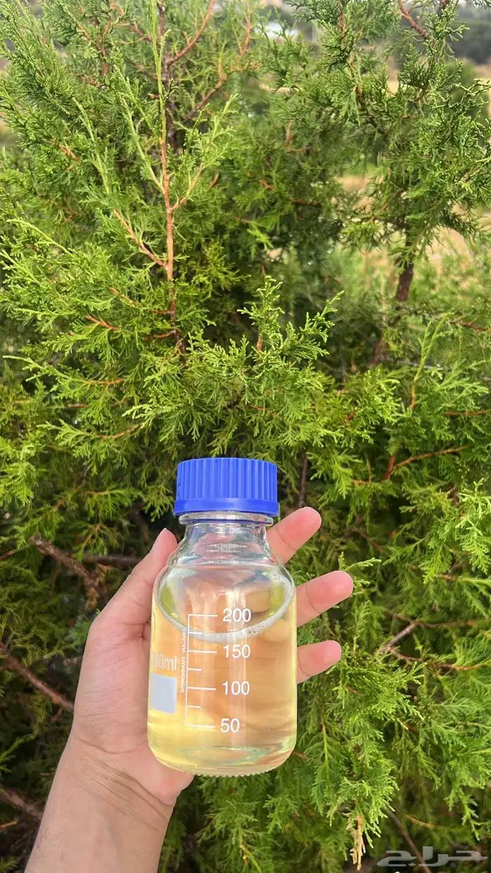 تركيبه ورد طايفي 0