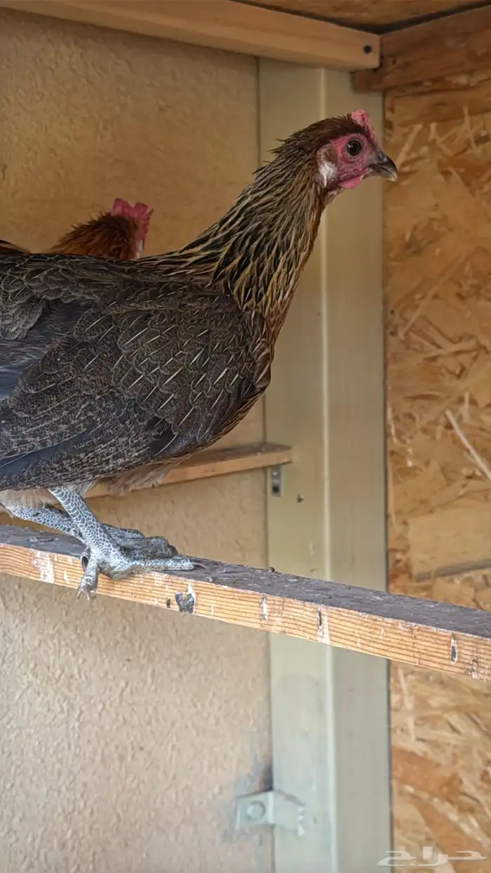 دجاج عربي ترثه اصيل فري 56