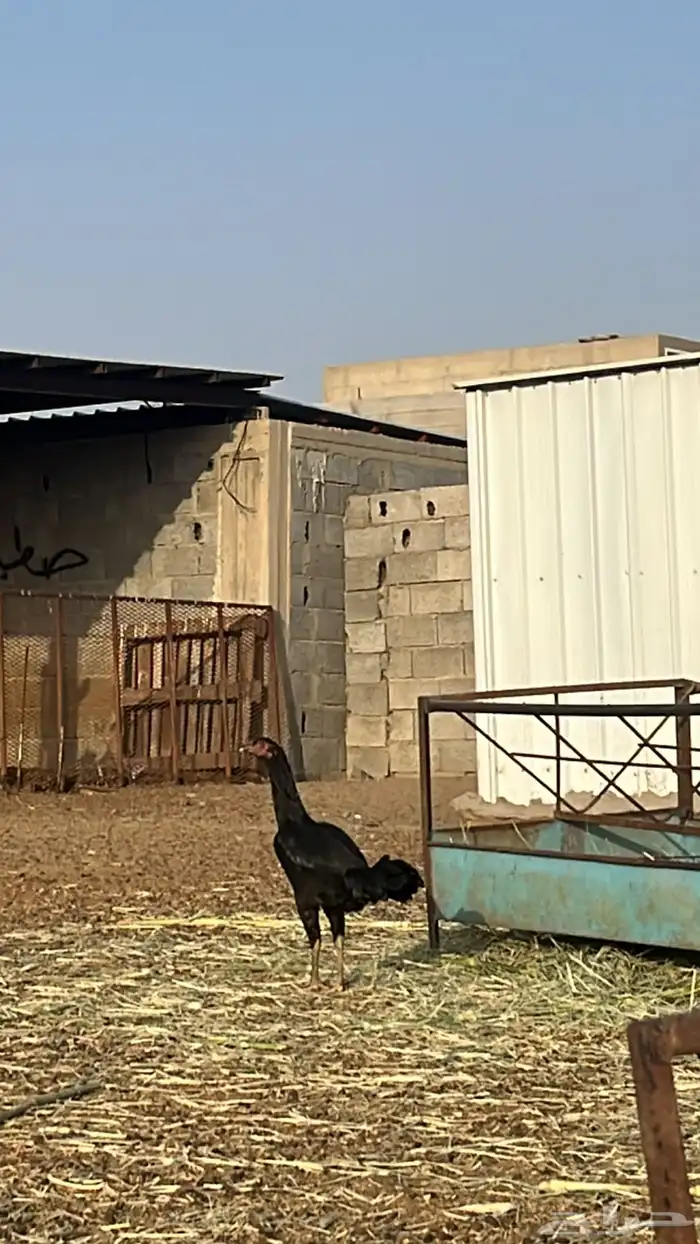 دجاج شامو ياباني 1