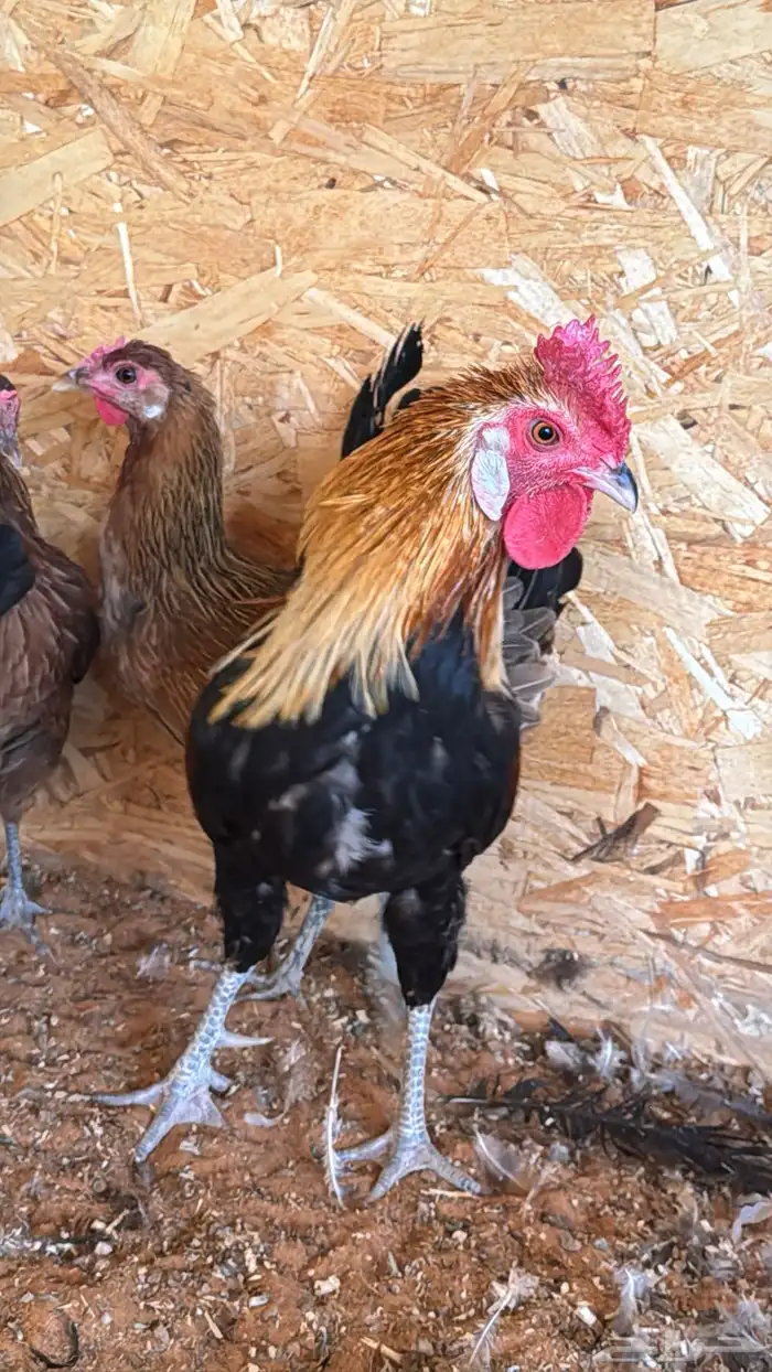 دجاج عربي ترثه اصيل فري 47