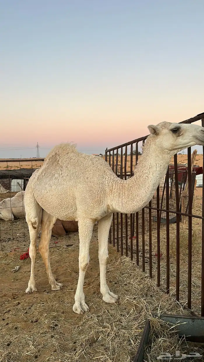 بكره لقييه على الهدب 2