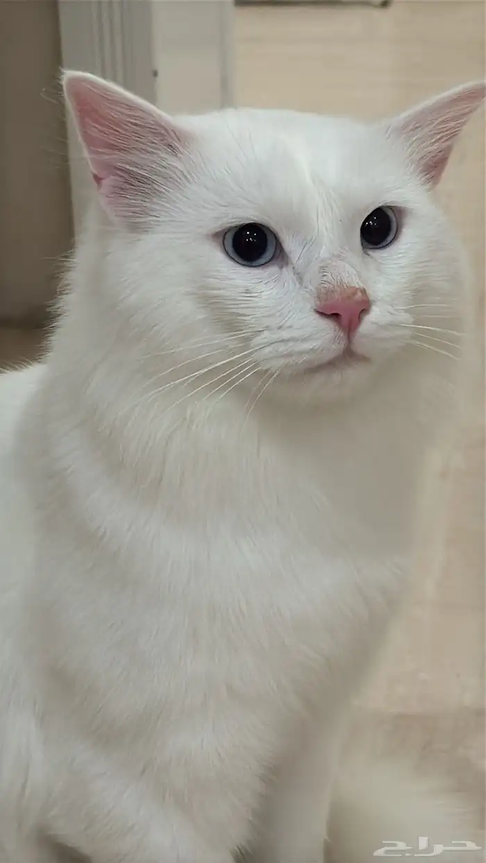 قطط للتبني 2