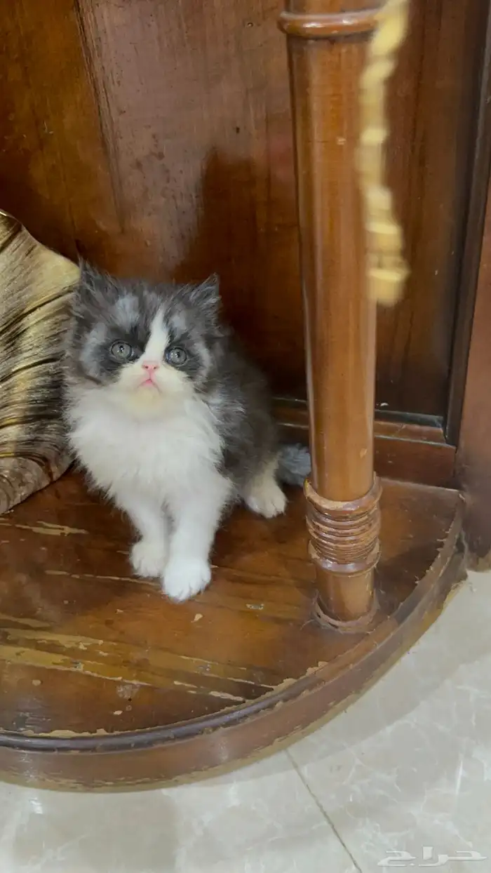 تلات دكور بيرشن بيكي فيس ودول فيس العمر شهر ونص 4