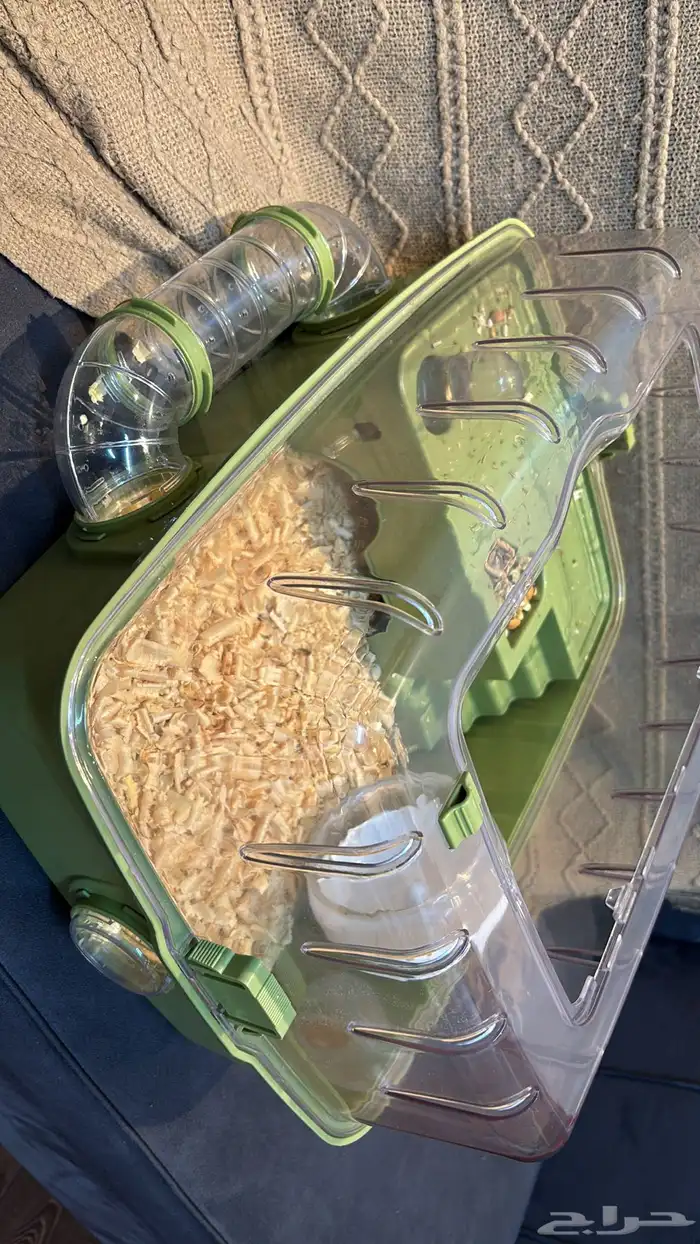 هامستر روسي 0