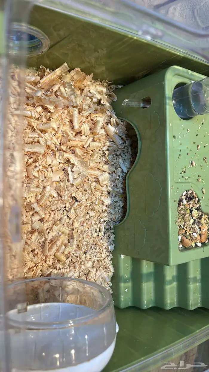 هامستر روسي 1