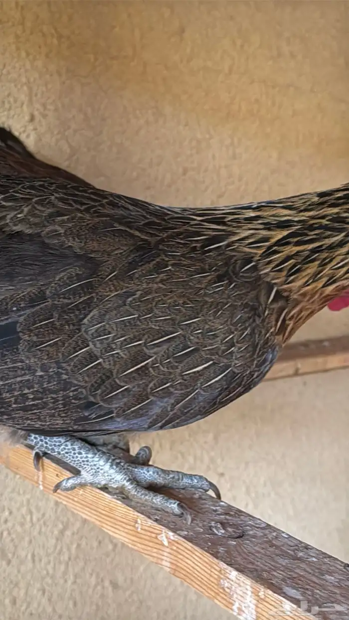 دجاج عربي ترثه اصيل فري 41