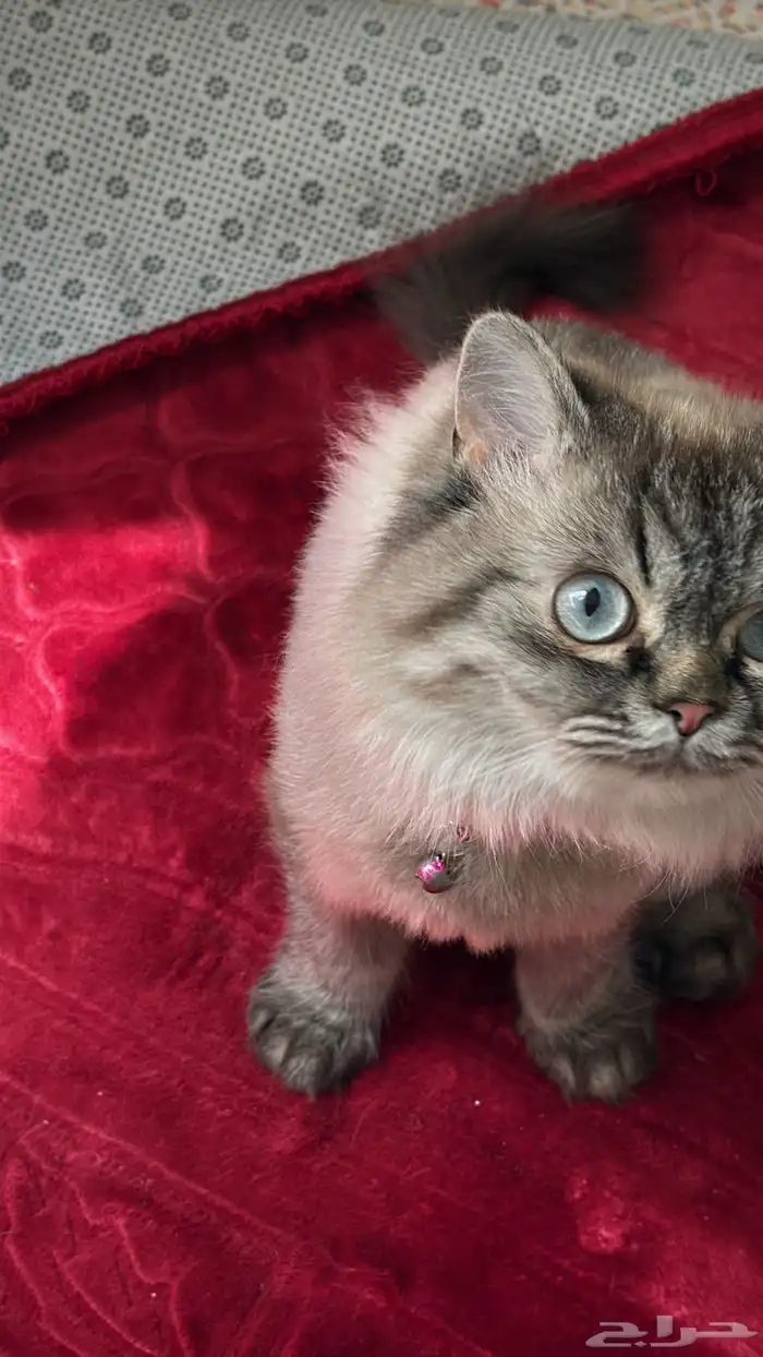 قطه هملايا للبيع بسعر مناسب 0