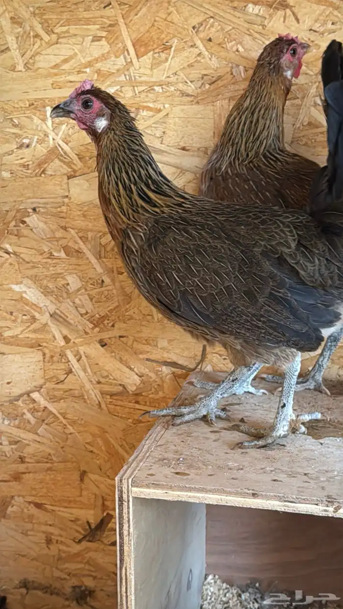 دجاج عربي ترثه اصيل فري 55