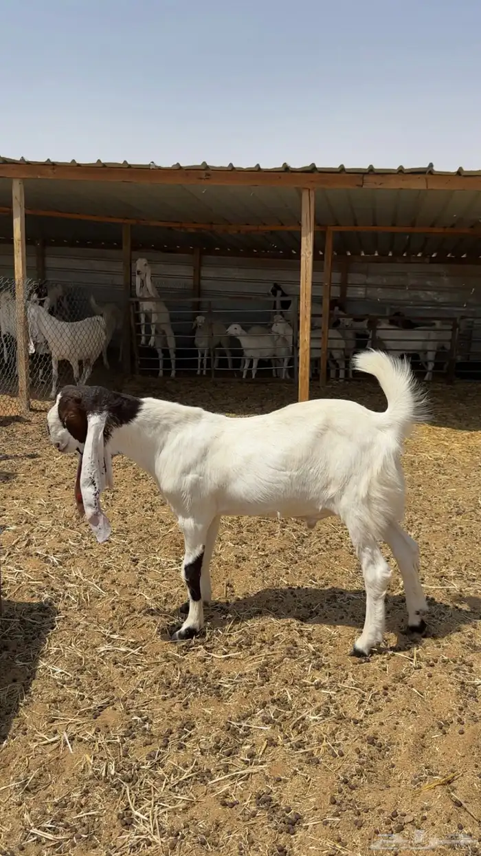 مشروع فحل هولندي مطور 3