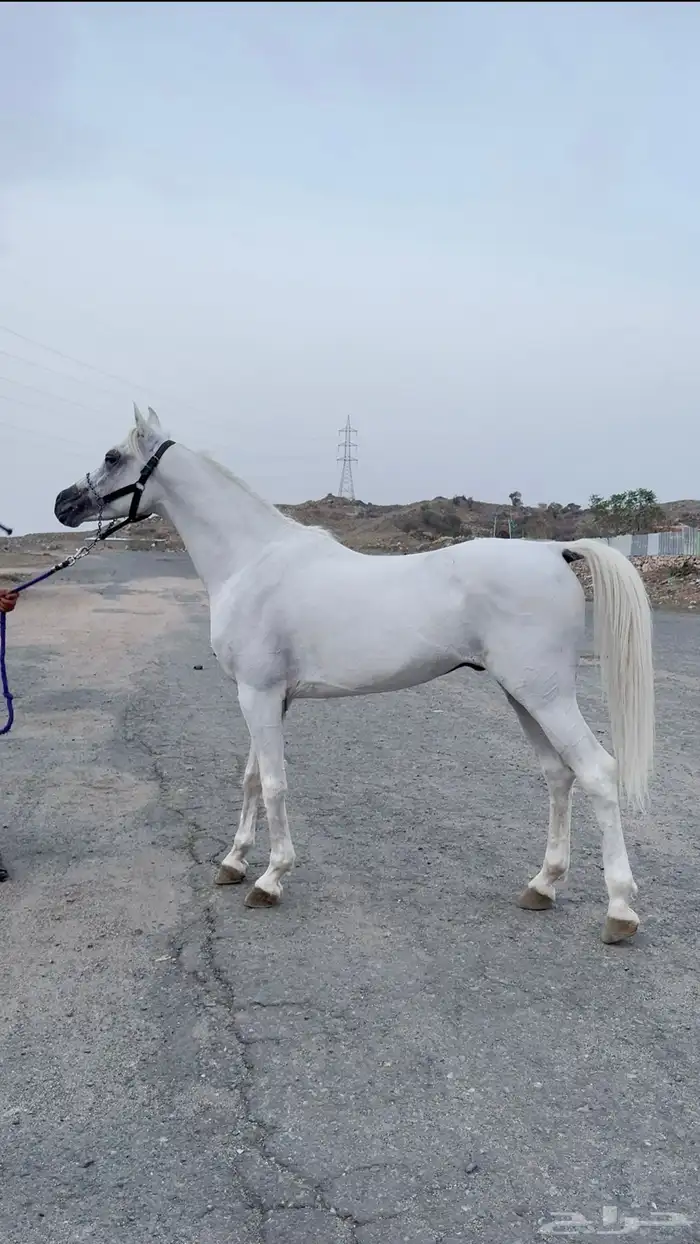 حصان مصري بيور 2