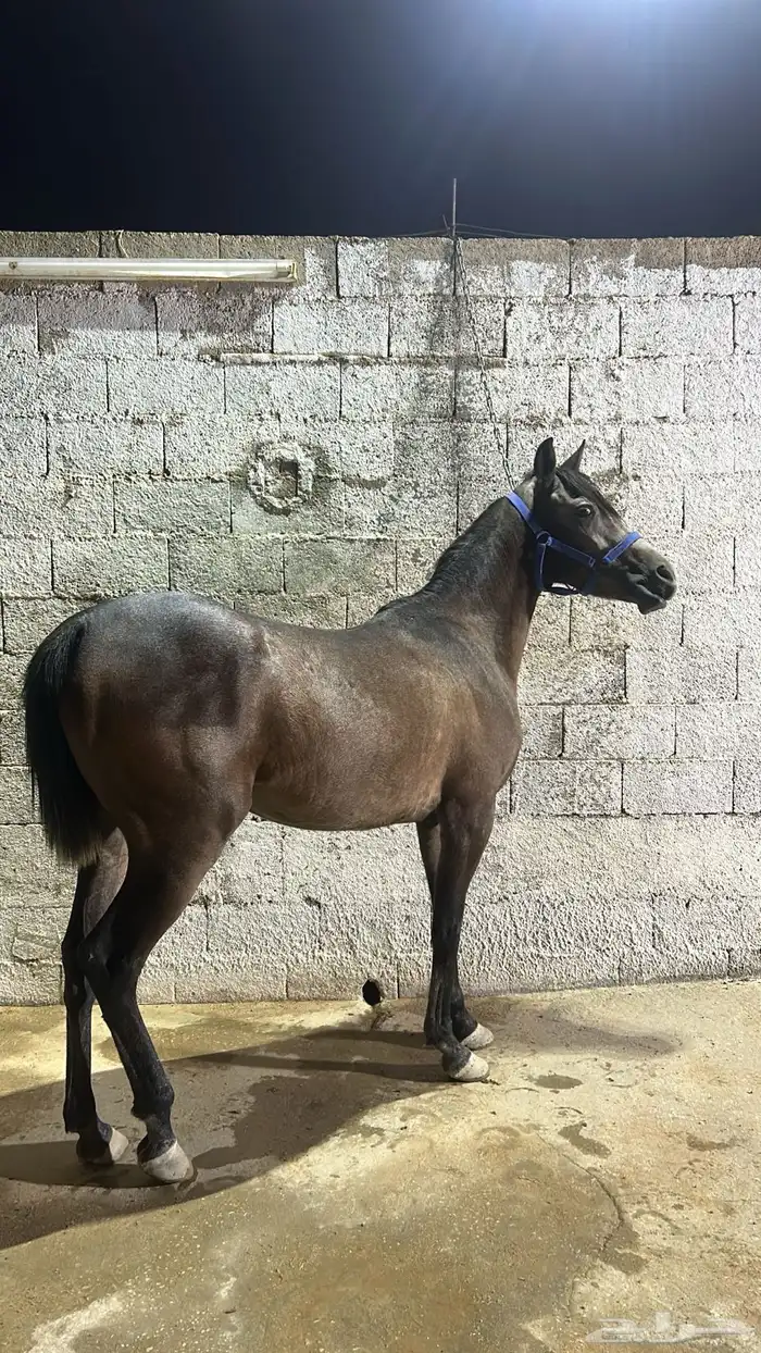 فرس لقاح شعبيه 3