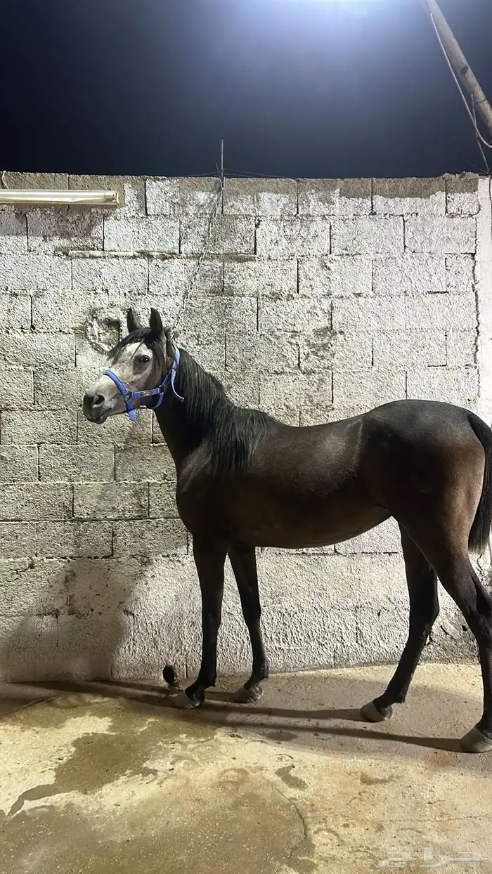 فرس لقاح شعبيه 0