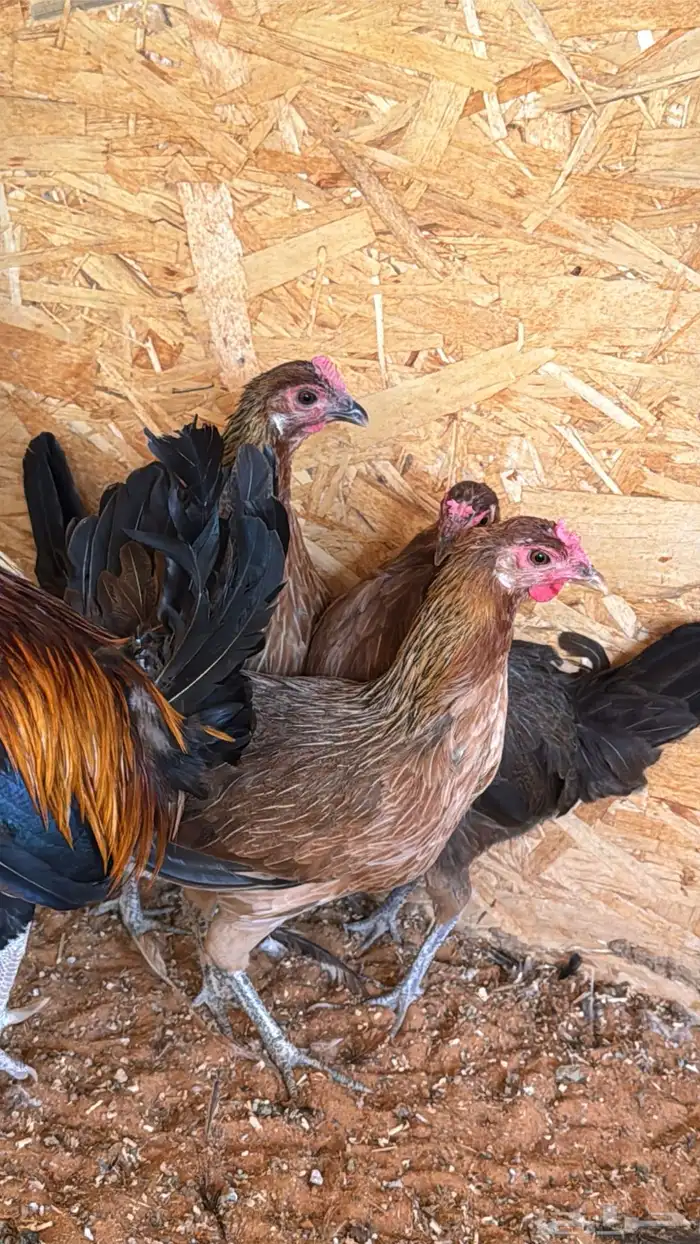 دجاج عربي ترثه اصيل فري 26