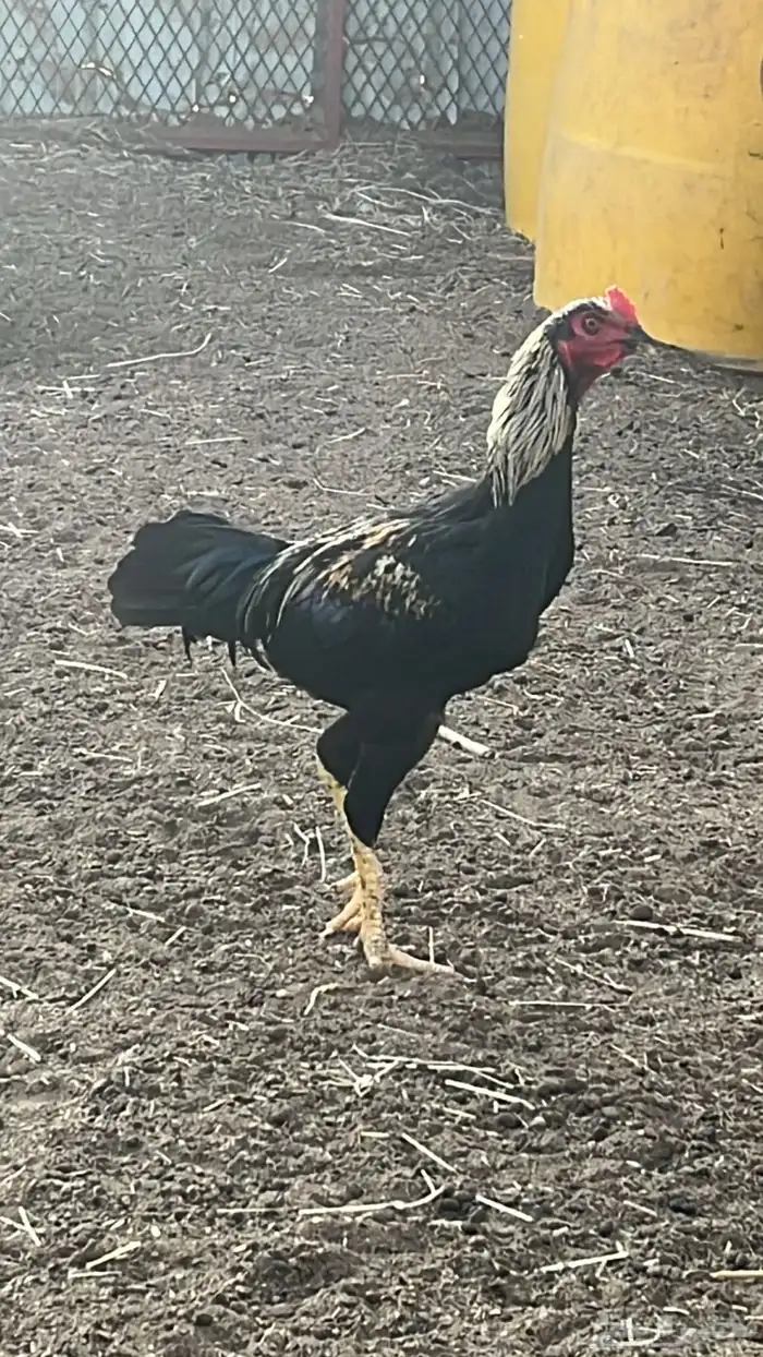 دجاج شامو ياباني 0