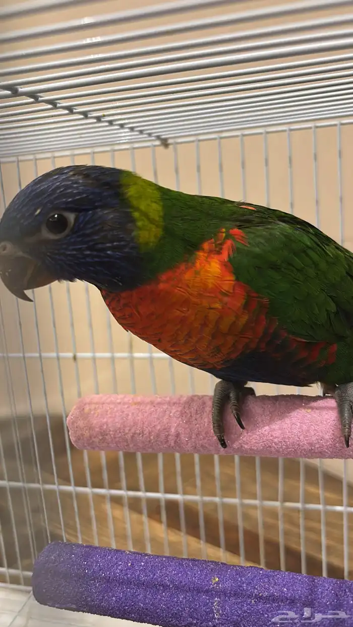 فرخ لوري عمره شهرين مباع 0