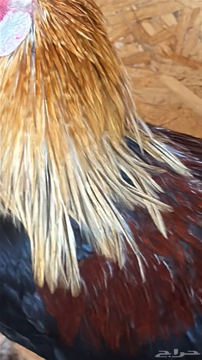 دجاج عربي ترثه اصيل فري 9