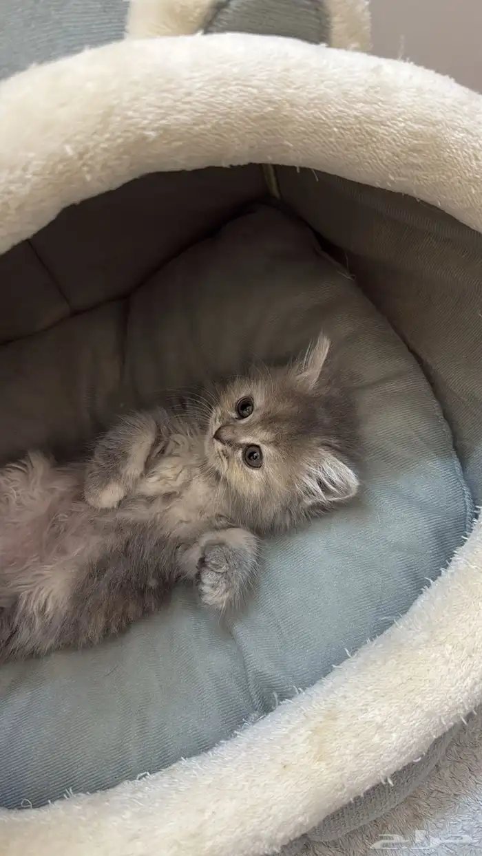 كيتن للبيع 2