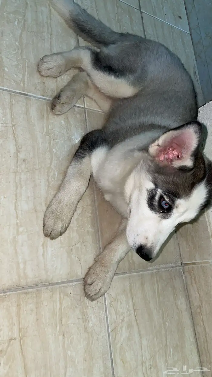 كلب هاسكي للبيع 1