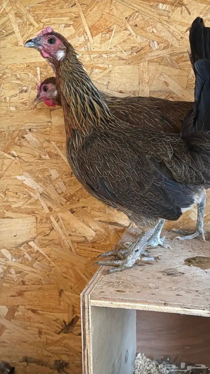 دجاج عربي ترثه اصيل فري 57