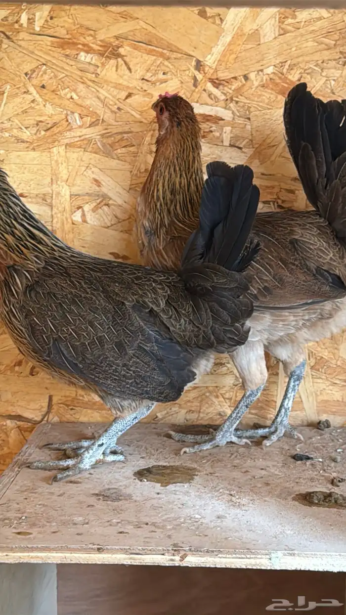 دجاج عربي ترثه اصيل فري 63