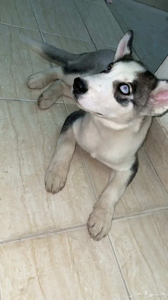 كلب هاسكي للبيع 0