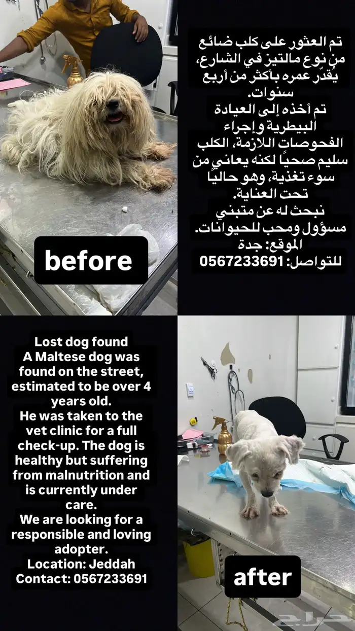 كلب للتبني مالتيز 2