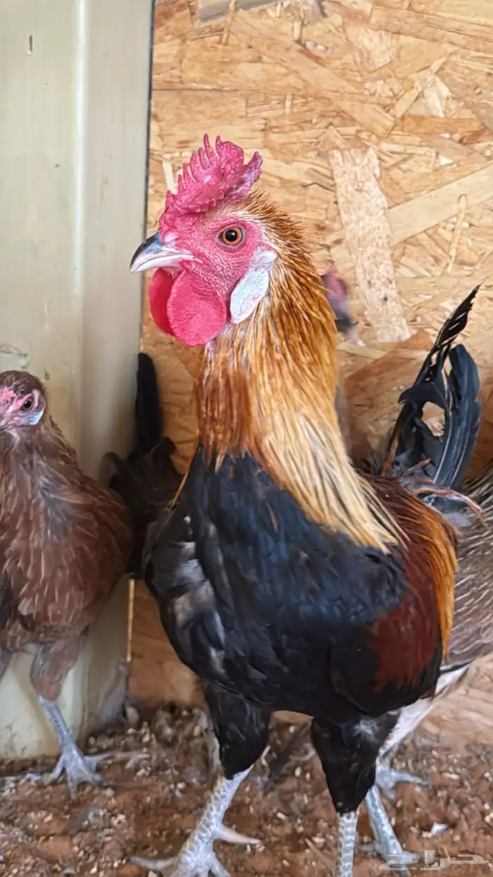 دجاج عربي ترثه اصيل فري 31