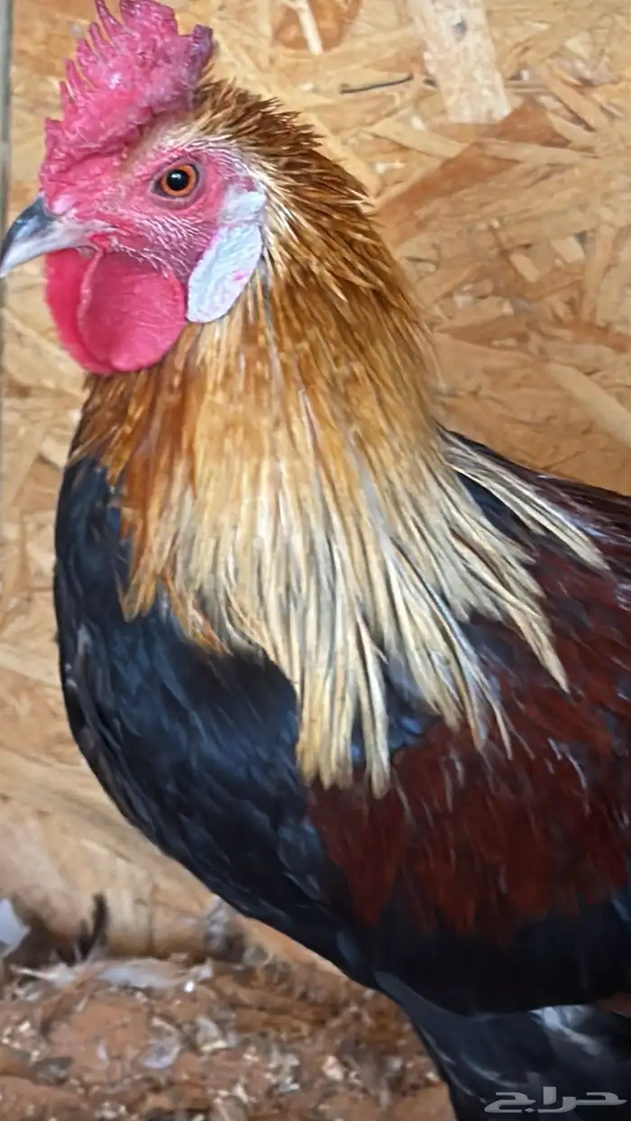 دجاج عربي ترثه اصيل فري 11
