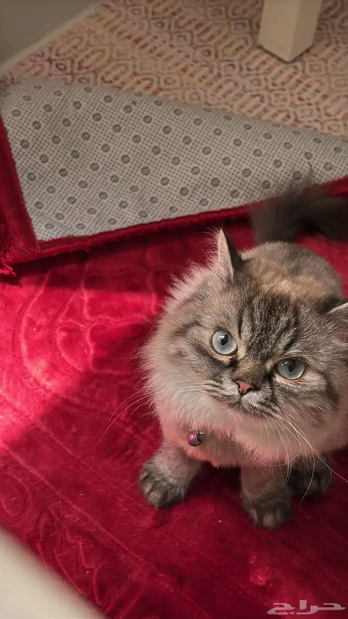 قطه هملايا للبيع بسعر مناسب 1