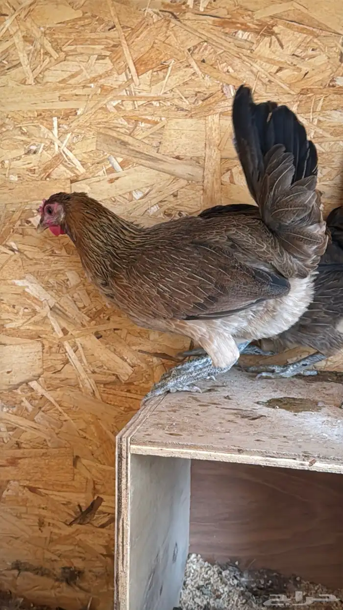 دجاج عربي ترثه اصيل فري 54