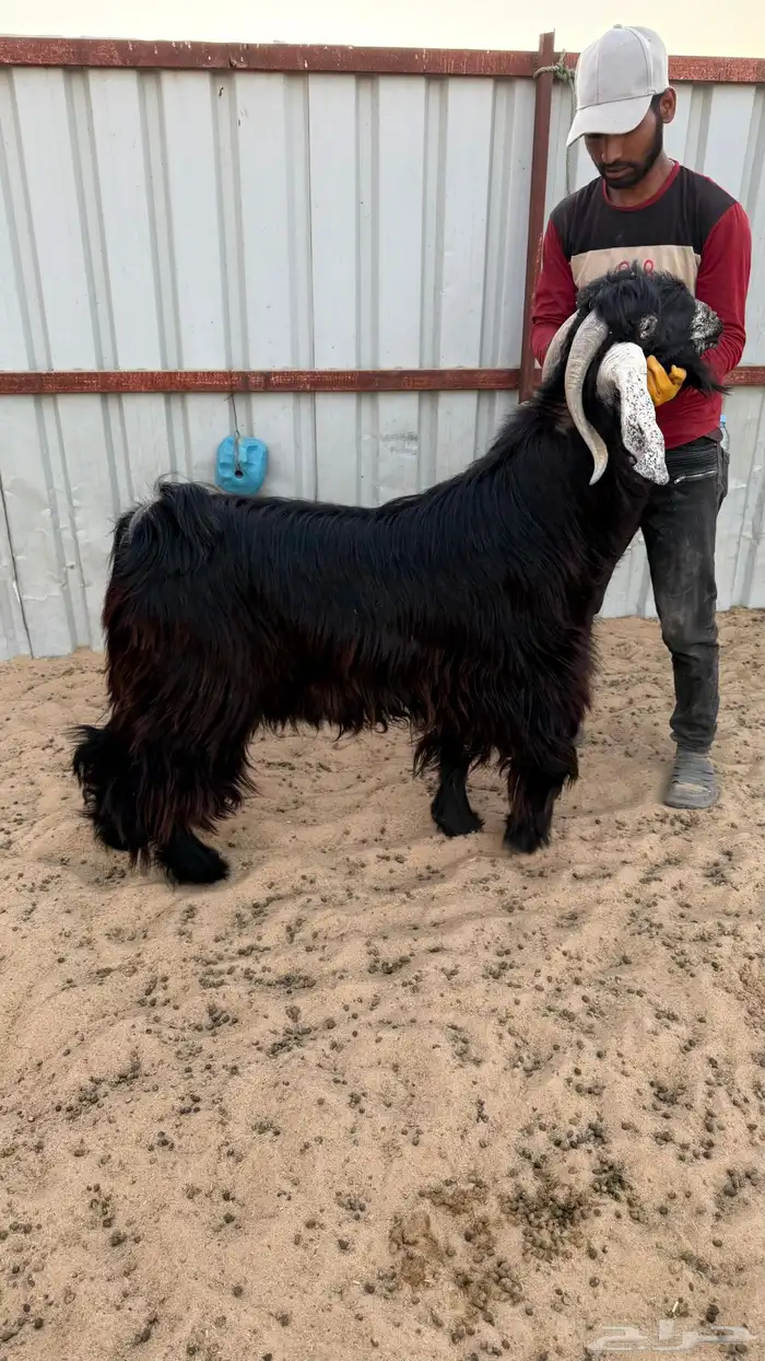 للبيع فحل عارضي كفوو 1