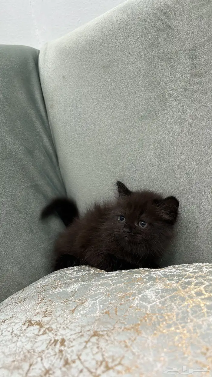 قطه للبيع شيرازي 0