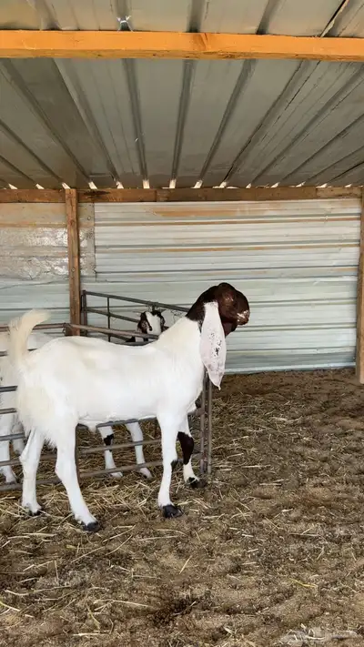 مشروع فحل هولندي مطور index