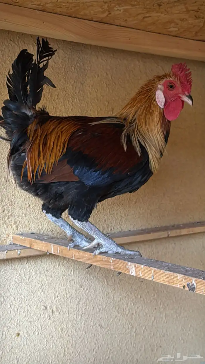 دجاج عربي ترثه اصيل فري 5