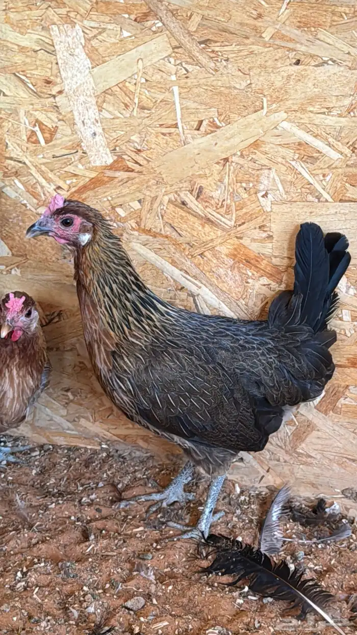 دجاج عربي ترثه اصيل فري 21