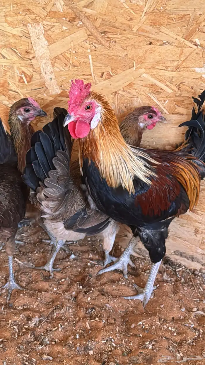 دجاج عربي ترثه اصيل فري 24