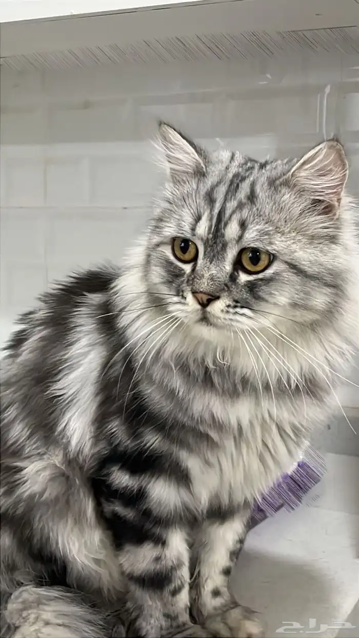 قط ذكر للتزاوج 0