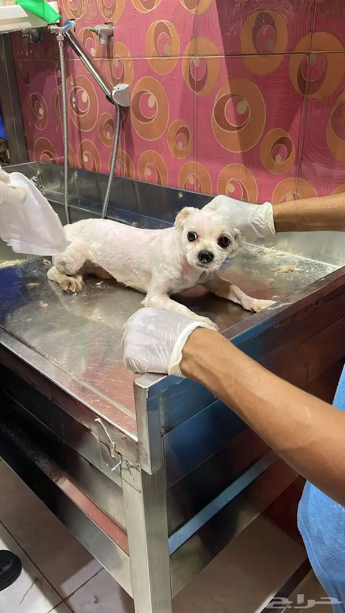 كلب للتبني مالتيز 1