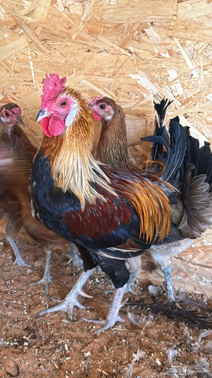 دجاج عربي ترثه اصيل فري 18