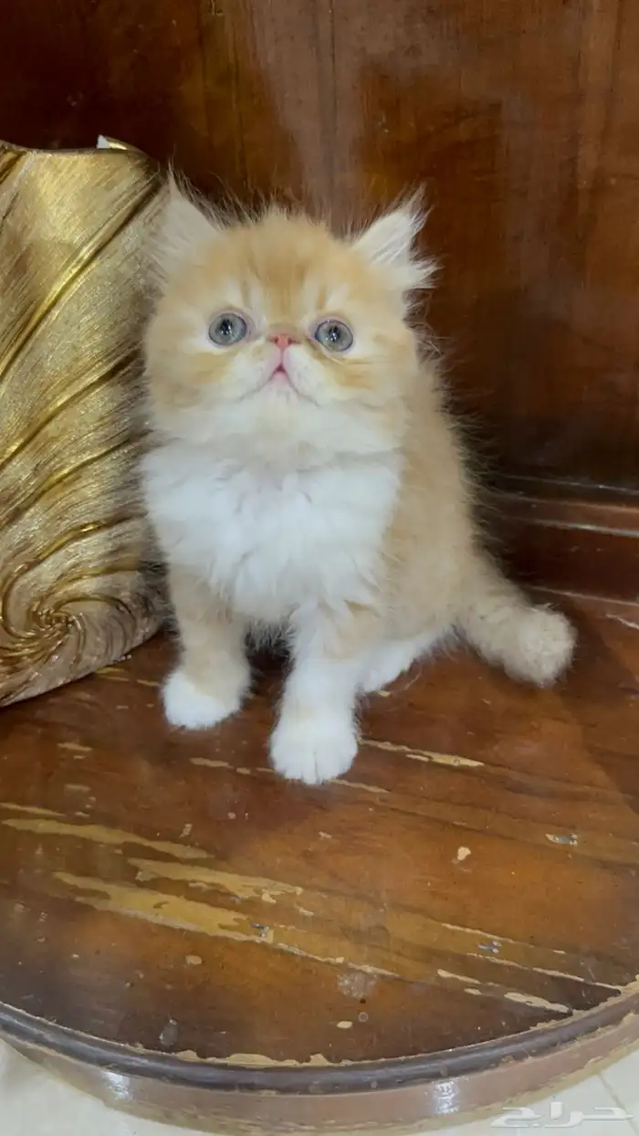 تلات دكور بيرشن بيكي فيس ودول فيس العمر شهر ونص 9