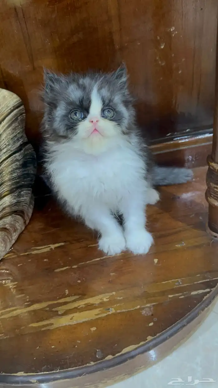 تلات دكور بيرشن بيكي فيس ودول فيس العمر شهر ونص 5