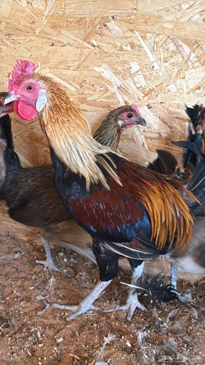 دجاج عربي ترثه اصيل فري 19