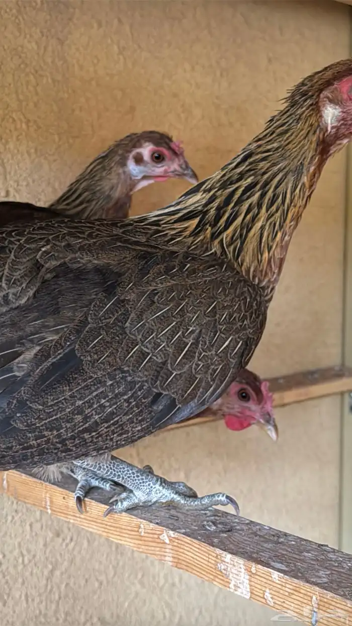 دجاج عربي ترثه اصيل فري 37