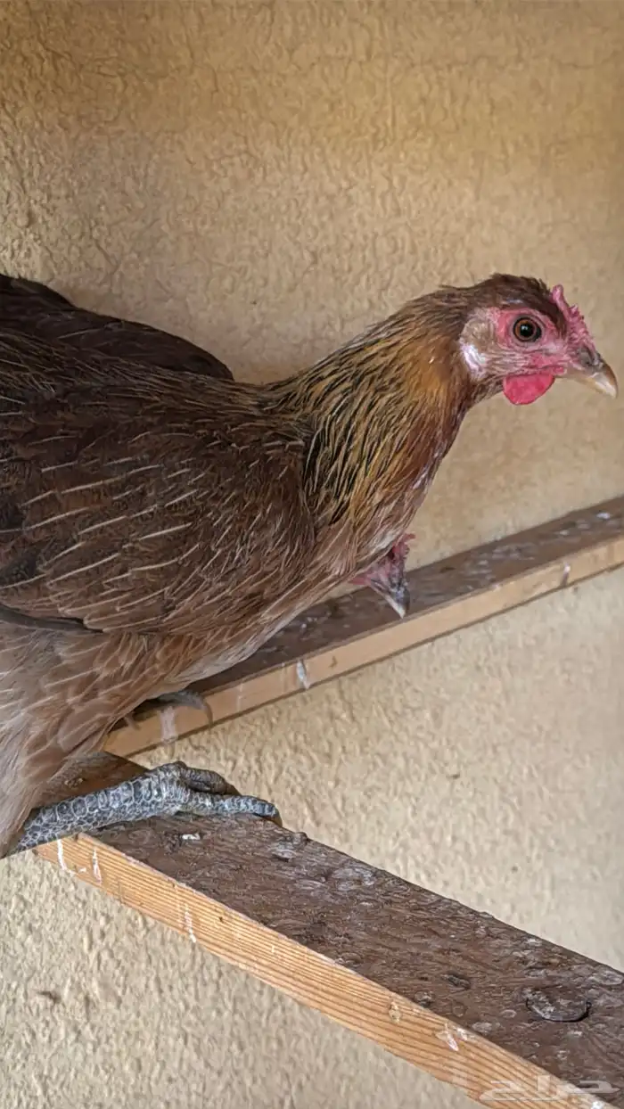 دجاج عربي ترثه اصيل فري 40