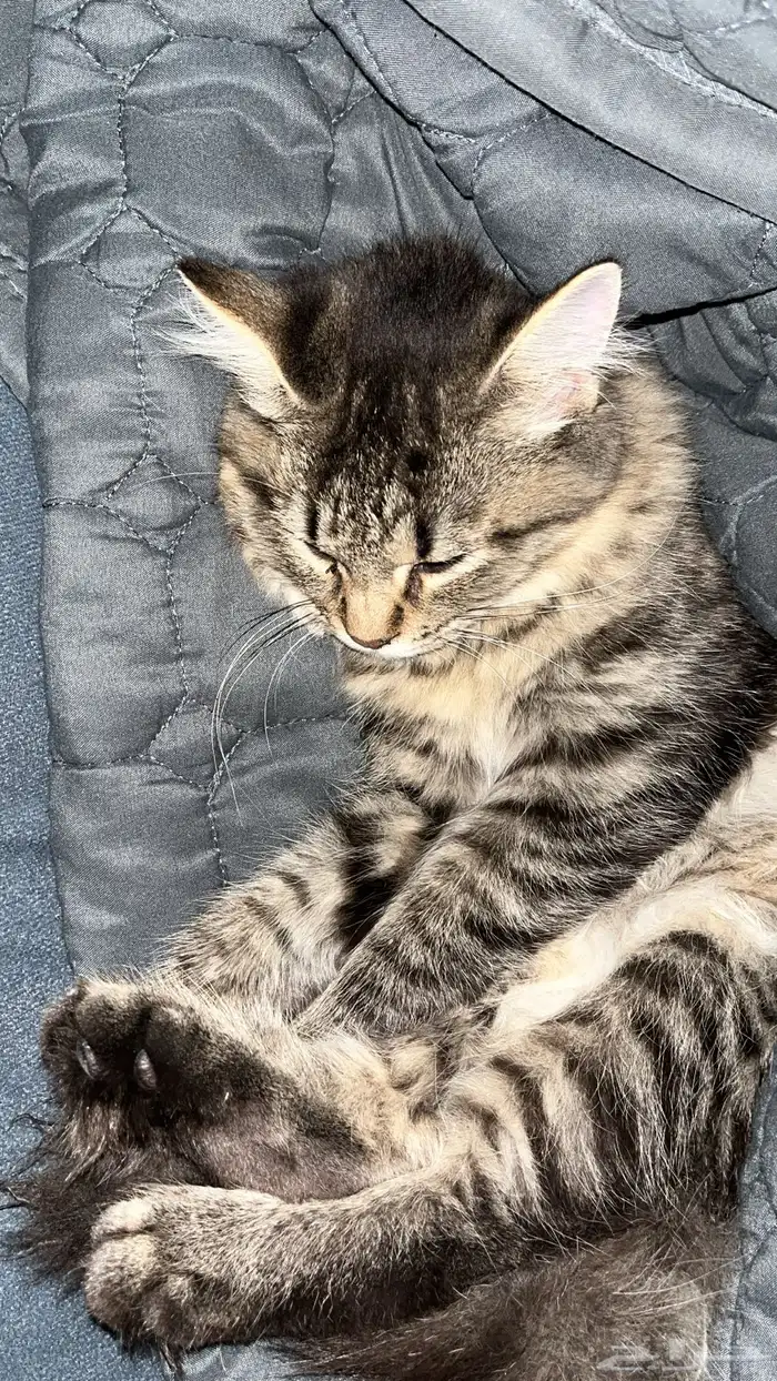 قطه سكوتش بعمر 10 شهور للبيع بجميع اغراضها 1