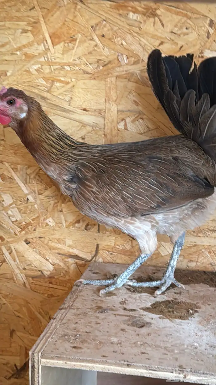 دجاج عربي ترثه اصيل فري 51